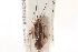  (Poecilocapsus - CNC#HEM305170)  @15 [ ] CreativeCommons - Attribution (2012) CNC/CBG Photography Group Centre for Biodiversity Genomics