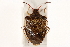  ( - CNC#HEM305244)  @12 [ ] CreativeCommons - Attribution (2012) CNC/CBG Photography Group Centre for Biodiversity Genomics