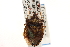  ( - CNC#HEM305249)  @12 [ ] CreativeCommons - Attribution (2012) CNC/CBG Photography Group Centre for Biodiversity Genomics