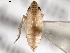  ( - CNC#HEM402281)  @11 [ ] CreativeCommons - Attribution (2012) CNC/CBG Photography Group Centre for Biodiversity Genomics