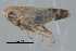  ( - CNC#HEM402737)  @12 [ ] CreativeCommons - Attribution (2012) CNC/CBG Photography Group Centre for Biodiversity Genomics