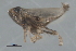 ( - CNC#HEM402738)  @13 [ ] CreativeCommons - Attribution (2012) CNC/CBG Photography Group Centre for Biodiversity Genomics