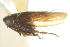  (Deltocephalus artemisiae - CNC#HEM402739)  @14 [ ] CreativeCommons - Attribution (2012) CNC/CBG Photography Group Centre for Biodiversity Genomics