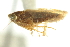  ( - CNC#HEM402740)  @11 [ ] CreativeCommons - Attribution (2012) CNC/CBG Photography Group Centre for Biodiversity Genomics