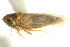  ( - CNC#HEM402741)  @11 [ ] CreativeCommons - Attribution (2012) CNC/CBG Photography Group Centre for Biodiversity Genomics