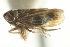  ( - CNC#HEM402742)  @11 [ ] CreativeCommons - Attribution (2012) CNC/CBG Photography Group Centre for Biodiversity Genomics