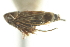  ( - CNC#HEM402743)  @11 [ ] CreativeCommons - Attribution (2012) CNC/CBG Photography Group Centre for Biodiversity Genomics
