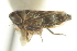  ( - CNC#HEM402744)  @11 [ ] CreativeCommons - Attribution (2012) CNC/CBG Photography Group Centre for Biodiversity Genomics