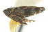  ( - CNC#HEM402745)  @11 [ ] CreativeCommons - Attribution (2012) CNC/CBG Photography Group Centre for Biodiversity Genomics