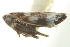  ( - CNC#HEM402746)  @13 [ ] CreativeCommons - Attribution (2012) CNC/CBG Photography Group Centre for Biodiversity Genomics