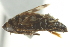  ( - CNC#HEM402747)  @12 [ ] CreativeCommons - Attribution (2012) CNC/CBG Photography Group Centre for Biodiversity Genomics