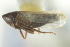  (Deltocephalus gnarus - CNC#HEM402749)  @14 [ ] CreativeCommons - Attribution (2012) CNC/CBG Photography Group Centre for Biodiversity Genomics