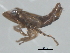  (Deltocephalus minutus - CNC#HEM402756)  @12 [ ] CreativeCommons - Attribution (2012) CNC/CBG Photography Group Centre for Biodiversity Genomics