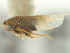  (Deltocephalus mystax - CNC#HEM402758)  @14 [ ] CreativeCommons - Attribution (2012) CNC/CBG Photography Group Centre for Biodiversity Genomics