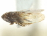  ( - CNC#HEM402762)  @11 [ ] CreativeCommons - Attribution (2012) CNC/CBG Photography Group Centre for Biodiversity Genomics