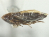  ( - CNC#HEM402763)  @11 [ ] CreativeCommons - Attribution (2012) CNC/CBG Photography Group Centre for Biodiversity Genomics
