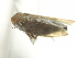  ( - CNC#HEM402765)  @12 [ ] CreativeCommons - Attribution (2012) CNC/CBG Photography Group Centre for Biodiversity Genomics