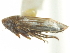  ( - CNC#HEM402766)  @11 [ ] CreativeCommons - Attribution (2012) CNC/CBG Photography Group Centre for Biodiversity Genomics