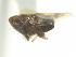 ( - CNC#HEM402767)  @11 [ ] CreativeCommons - Attribution (2012) CNC/CBG Photography Group Centre for Biodiversity Genomics