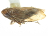  ( - CNC#HEM402768)  @11 [ ] CreativeCommons - Attribution (2012) CNC/CBG Photography Group Centre for Biodiversity Genomics