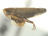  ( - CNC#HEM402770)  @13 [ ] CreativeCommons - Attribution (2012) CNC/CBG Photography Group Centre for Biodiversity Genomics