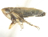  ( - CNC#HEM402771)  @13 [ ] CreativeCommons - Attribution (2012) CNC/CBG Photography Group Centre for Biodiversity Genomics