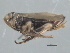  ( - CNC#HEM402772)  @11 [ ] CreativeCommons - Attribution (2012) CNC/CBG Photography Group Centre for Biodiversity Genomics