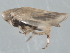  ( - CNC#HEM402773)  @11 [ ] CreativeCommons - Attribution (2012) CNC/CBG Photography Group Centre for Biodiversity Genomics