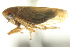  (Deltocephalus zephyrius - CNC#HEM402774)  @11 [ ] CreativeCommons - Attribution (2012) CNC/CBG Photography Group Centre for Biodiversity Genomics