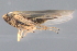  ( - CNC#HEM402873)  @11 [ ] CreativeCommons - Attribution (2012) CNC/CBG Photography Group Centre for Biodiversity Genomics