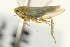  ( - CNC#HEM402874)  @11 [ ] CreativeCommons - Attribution (2012) CNC/CBG Photography Group Centre for Biodiversity Genomics