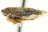  ( - CNC#HEM402893)  @13 [ ] CreativeCommons - Attribution (2012) CNC/CBG Photography Group Centre for Biodiversity Genomics