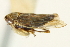  (Deltocephalus fuscinervosus - CNC#HEM402906)  @13 [ ] CreativeCommons - Attribution (2012) CBG Photography Group Centre for Biodiversity Genomics