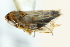  ( - CNC#HEM402911)  @12 [ ] CreativeCommons - Attribution (2012) CBG Photography Group Centre for Biodiversity Genomics