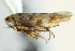  ( - CNC#HEM402912)  @12 [ ] CreativeCommons - Attribution (2012) CBG Photography Group Centre for Biodiversity Genomics