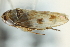  ( - CNC#HEM402913)  @11 [ ] CreativeCommons - Attribution (2012) CBG Photography Group Centre for Biodiversity Genomics