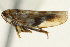  ( - CNC#HEM402914)  @12 [ ] CreativeCommons - Attribution (2012) CBG Photography Group Centre for Biodiversity Genomics