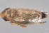  ( - CNC#HEM402916)  @11 [ ] CreativeCommons - Attribution (2012) CBG Photography Group Centre for Biodiversity Genomics