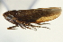  ( - CNC#HEM402918)  @13 [ ] CreativeCommons - Attribution (2012) CBG Photography Group Centre for Biodiversity Genomics