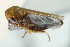  (Deltocephalus vanduzeei - CNC#HEM402919)  @13 [ ] CreativeCommons - Attribution (2012) CBG Photography Group Centre for Biodiversity Genomics