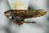  (Deltocephalus vanfus - CNC#HEM402920)  @13 [ ] CreativeCommons - Attribution (2012) CBG Photography Group Centre for Biodiversity Genomics