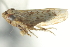  ( - CNC#HEM402946)  @12 [ ] CreativeCommons - Attribution (2012) CBG Photography Group Centre for Biodiversity Genomics