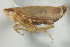  (Polyamia yavapai - CNC#HEM402967)  @13 [ ] CreativeCommons - Attribution (2012) CBG Photography Group Centre for Biodiversity Genomics