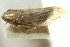 ( - CNC#HEM403128)  @11 [ ] CreativeCommons - Attribution (2012) CNC/CBG Photography Group Centre for Biodiversity Genomics
