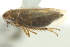  ( - CNC#HEM403130)  @11 [ ] CreativeCommons - Attribution (2012) CNC/CBG Photography Group Centre for Biodiversity Genomics