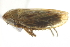  ( - CNC#HEM403131)  @11 [ ] CreativeCommons - Attribution (2012) CNC/CBG Photography Group Centre for Biodiversity Genomics