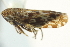  ( - CNC#HEM403181)  @11 [ ] CreativeCommons - Attribution (2012) CNC/CBG Photography Group Centre for Biodiversity Genomics