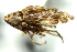  ( - CNC#HEM403291)  @12 [ ] CreativeCommons - Attribution (2012) CNC/CBG Photography Group Centre for Biodiversity Genomics