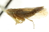  ( - CNC#HEM403380)  @13 [ ] CreativeCommons - Attribution (2012) CNC/CBG Photography Group Centre for Biodiversity Genomics