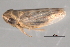  ( - CNC#HEM403481)  @13 [ ] CreativeCommons - Attribution (2012) CNC/CBG Photography Group Centre for Biodiversity Genomics